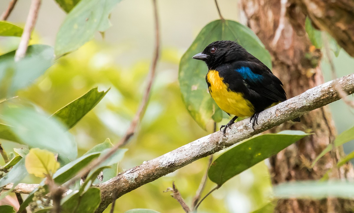 Black-and-gold Tanager - ML264843831