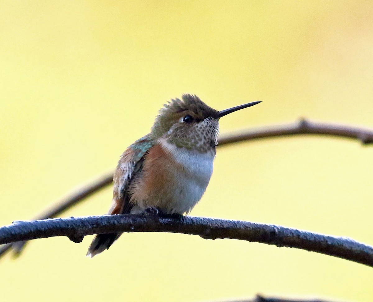 Rufous Hummingbird - ML264845231