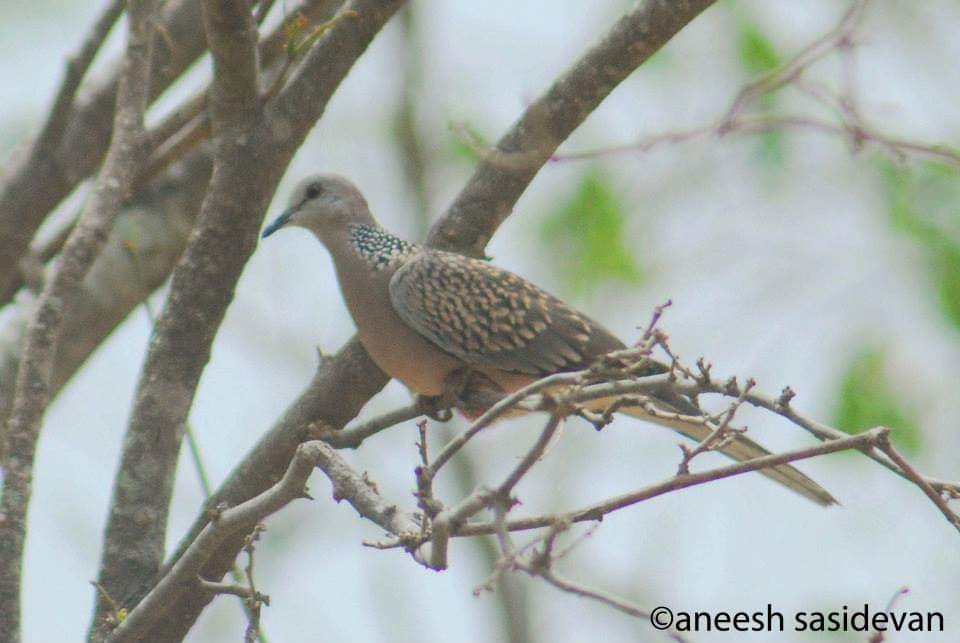 Spotted Dove - ML264848331