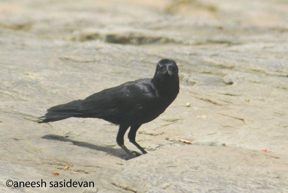 Large-billed Crow (Indian Jungle) - Aneesh Sasidevan