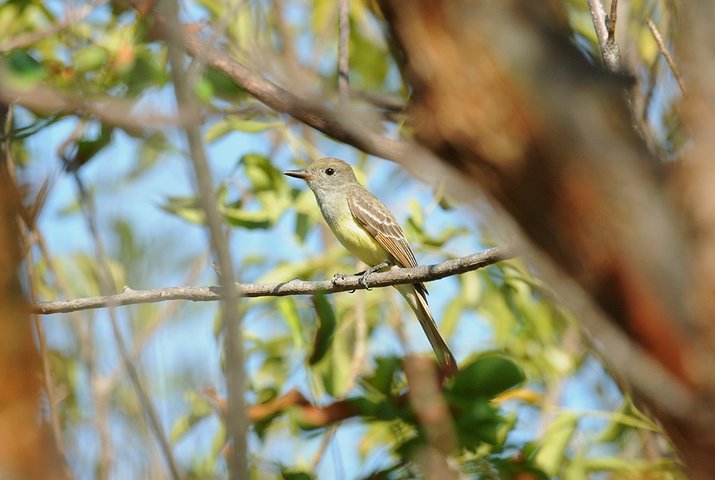 Great Crested Flycatcher - ML264849701