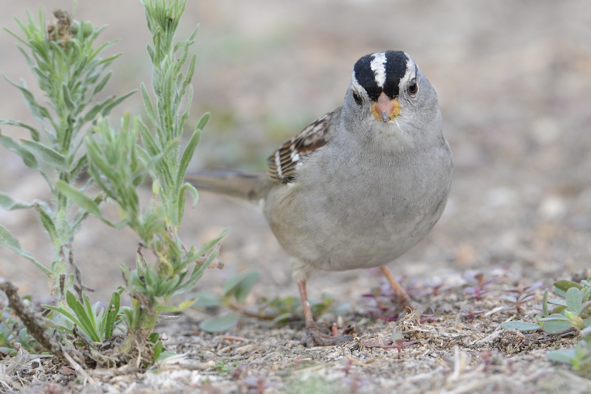White-crowned Sparrow - ML264852401