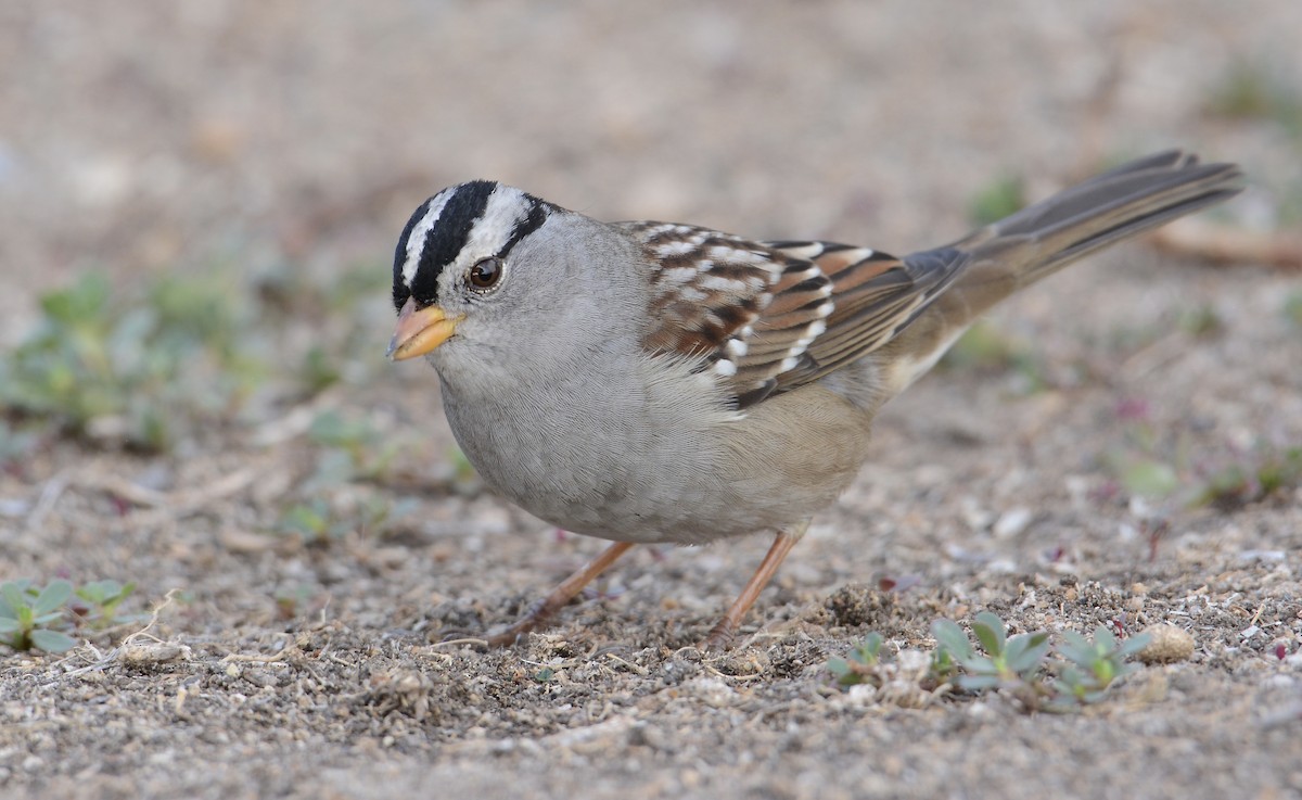 White-crowned Sparrow - ML264852411
