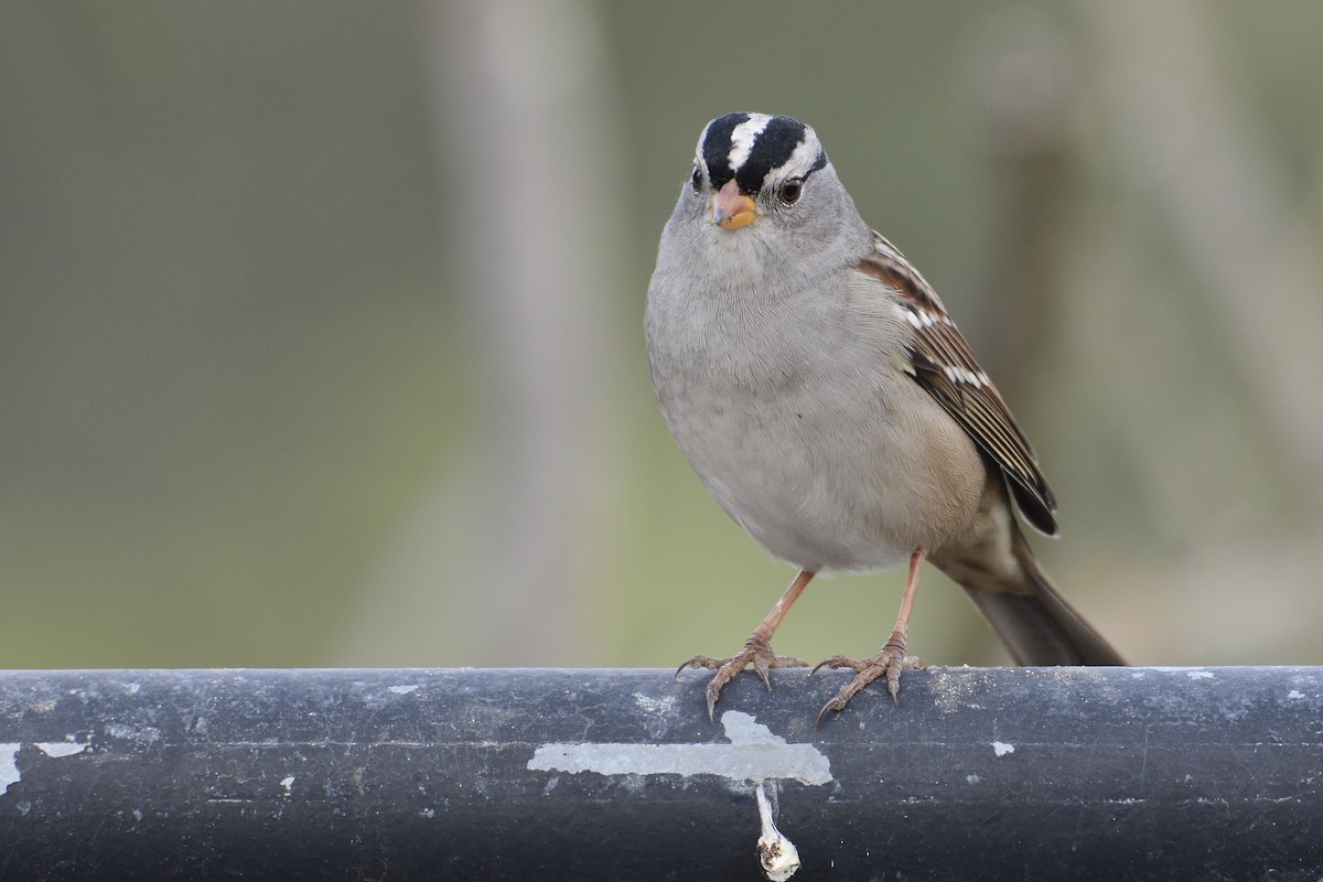 White-crowned Sparrow - ML264852421