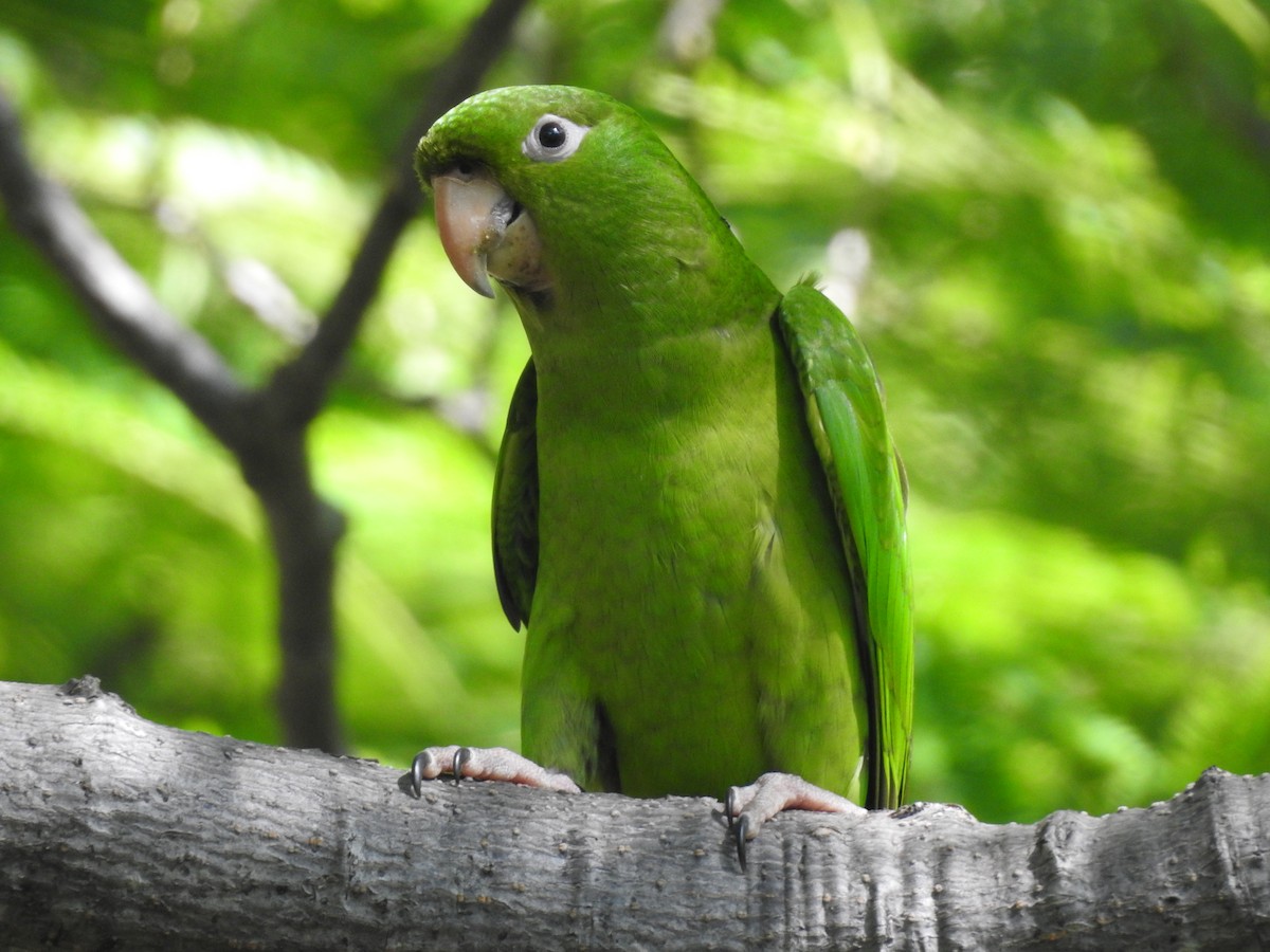 Green Parakeet - Angela Soto