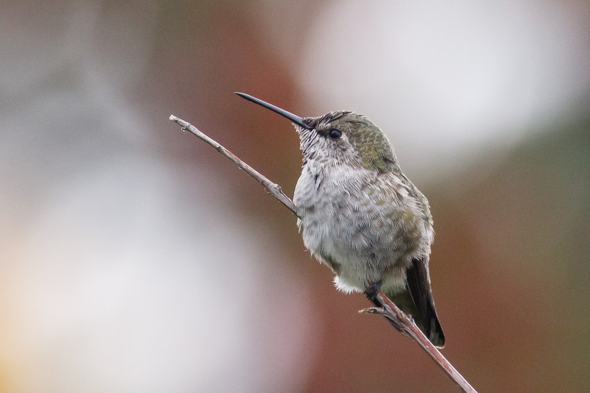 Anna's Hummingbird - ML264853461