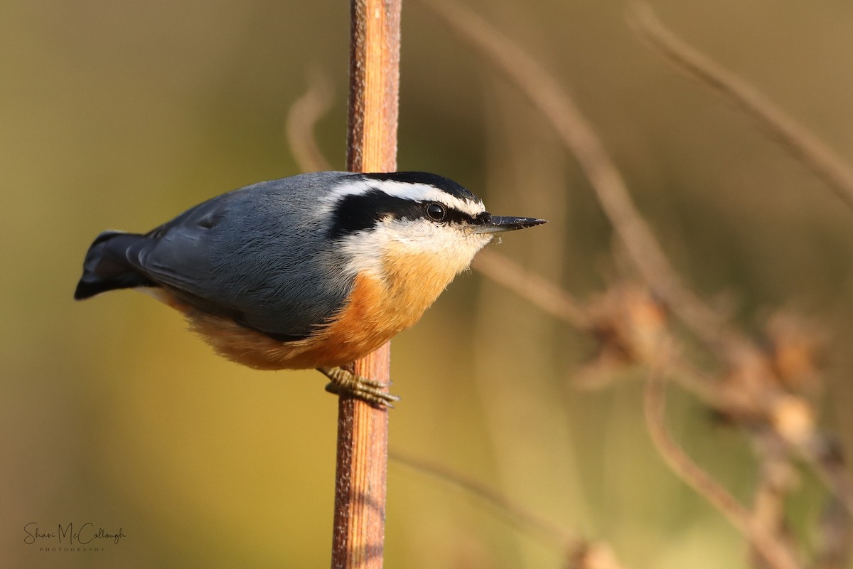 Red-breasted Nuthatch - Shari  McCollough