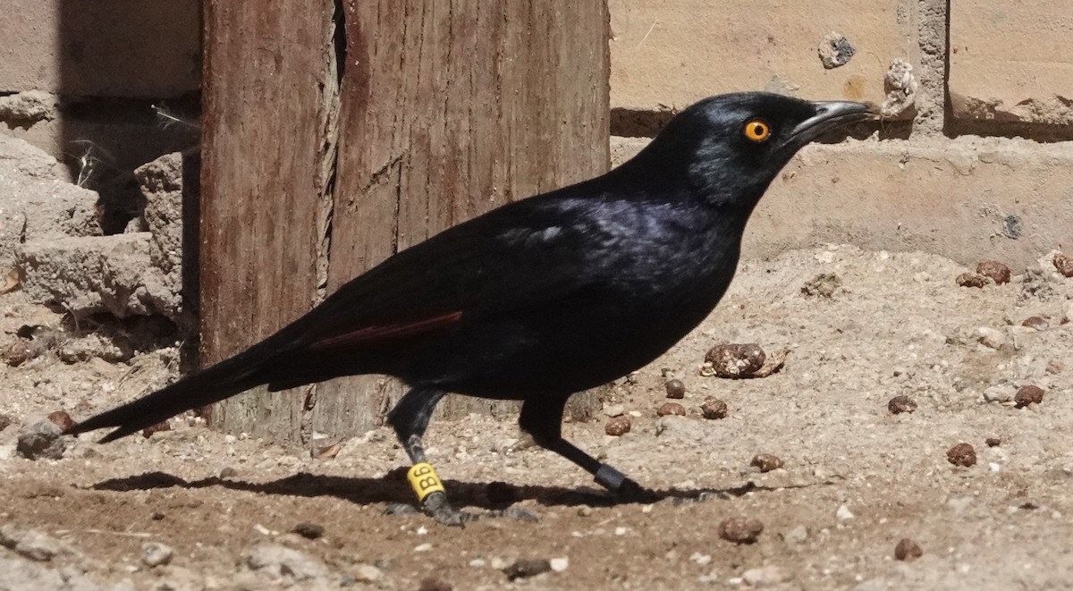 Pale-winged Starling - ML264857881