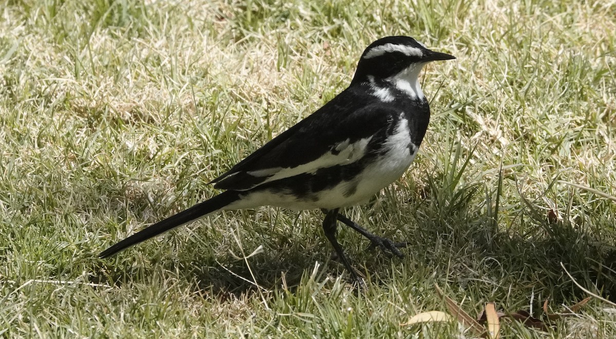 African Pied Wagtail - ML264857931