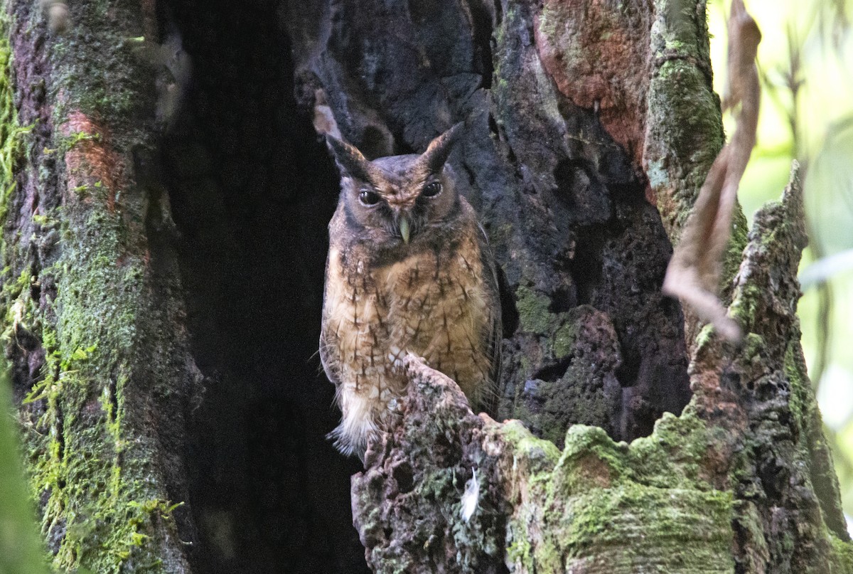 Tawny-bellied Screech-Owl - Jose Illanes