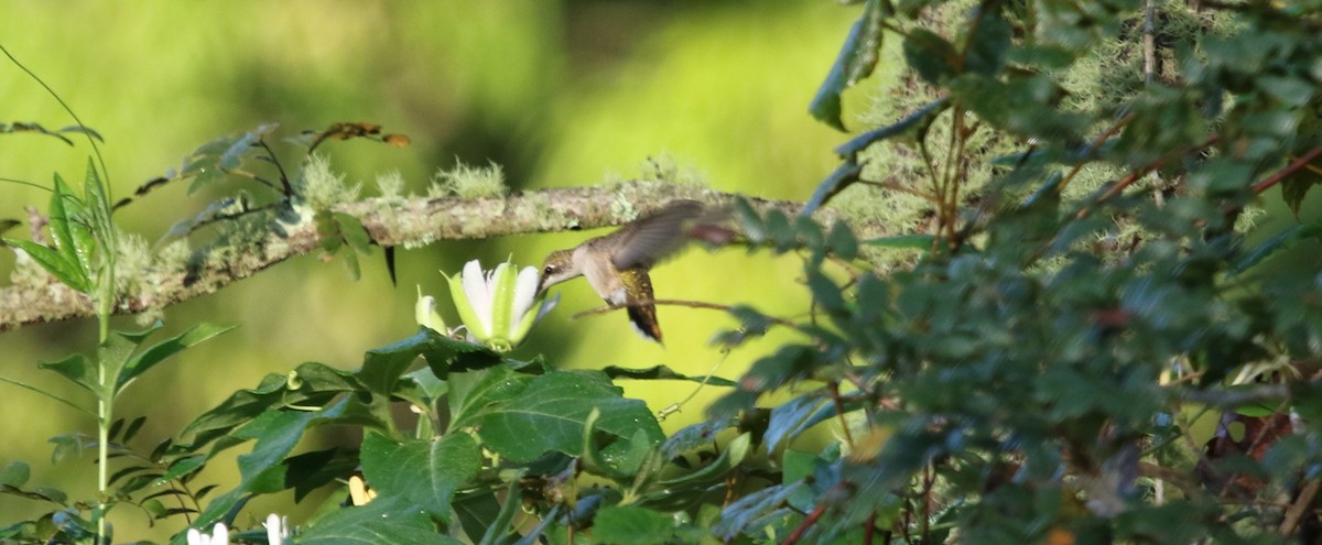 Ruby-throated Hummingbird - Jeffrey Blalock