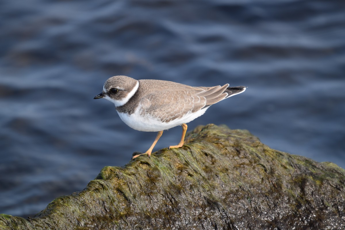 Semipalmated Plover - ML264865201