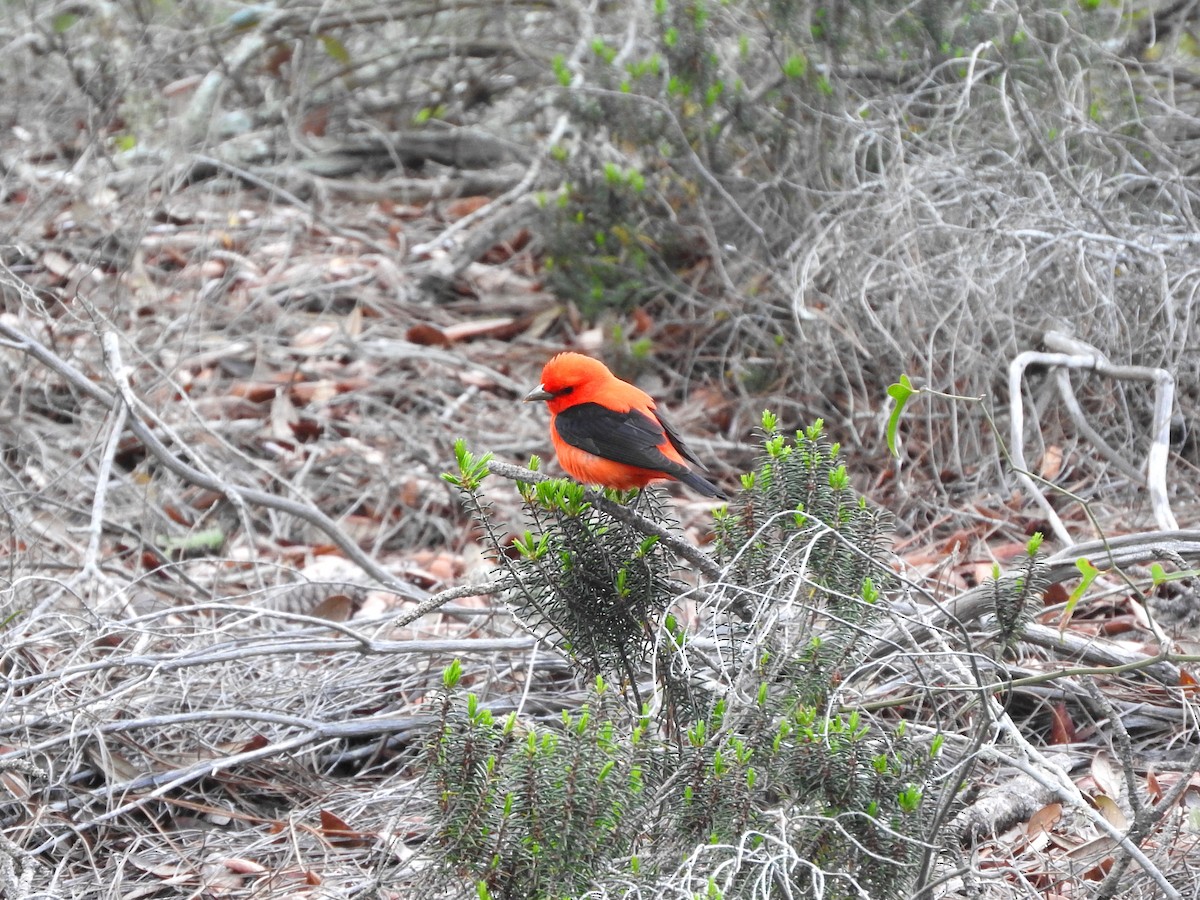 Scarlet Tanager - ML26486691