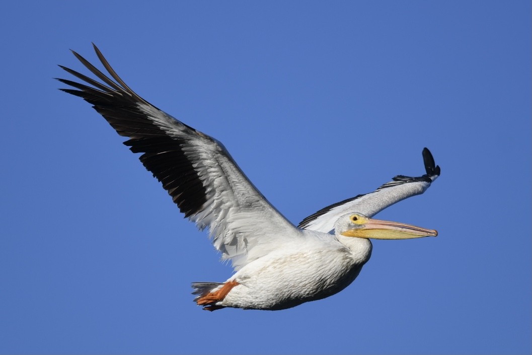 American White Pelican - John Leszczynski