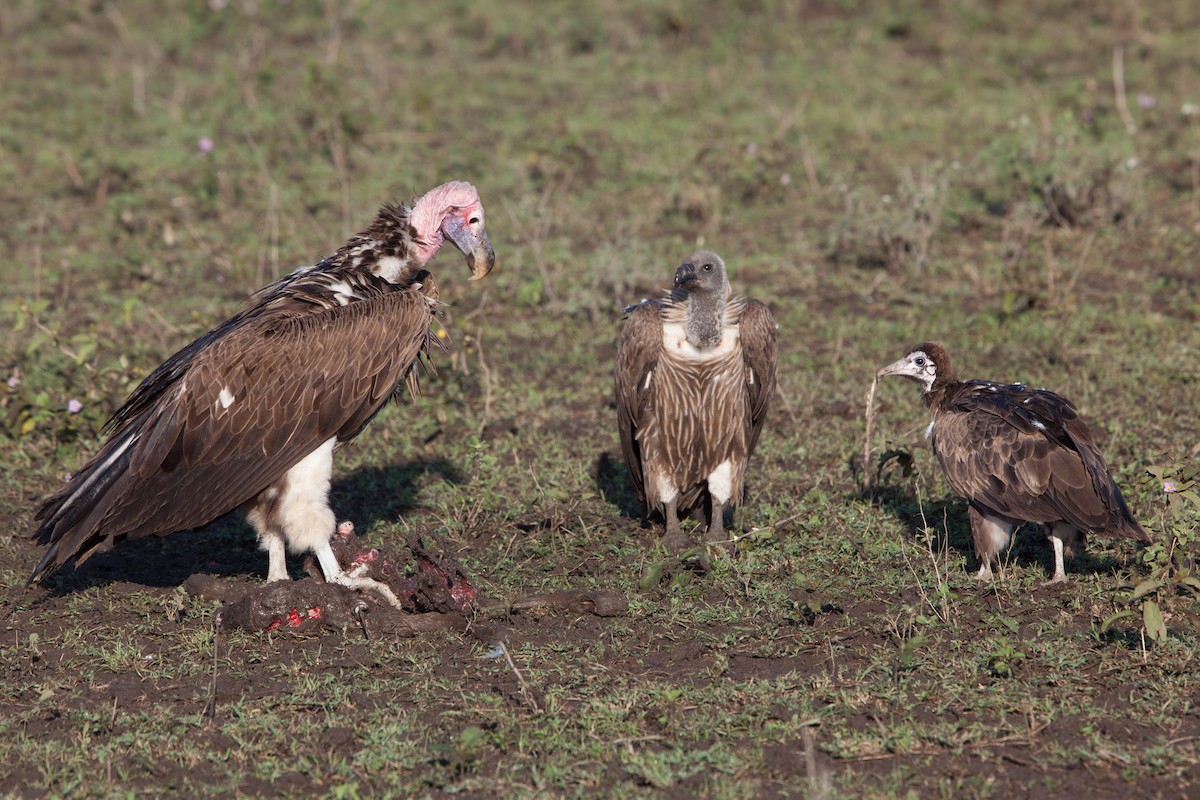 Lappet-faced Vulture - Simon Colenutt