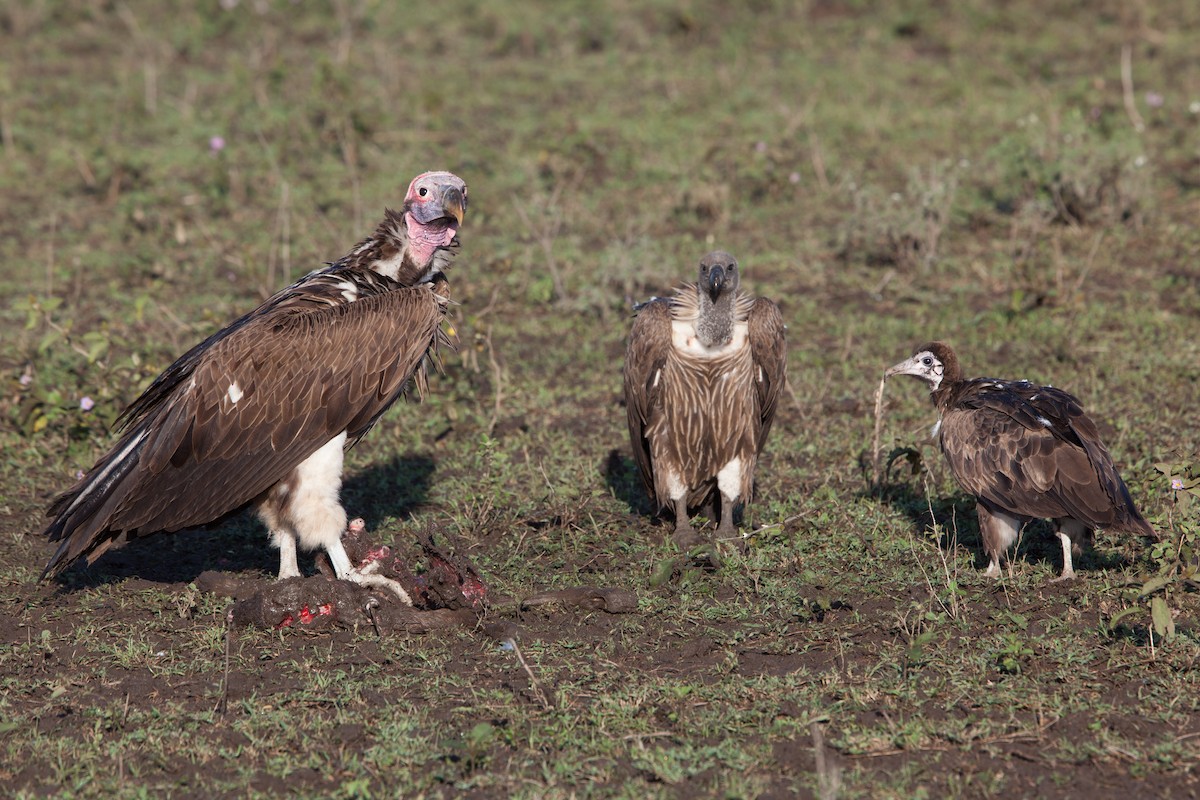 Lappet-faced Vulture - ML264875111