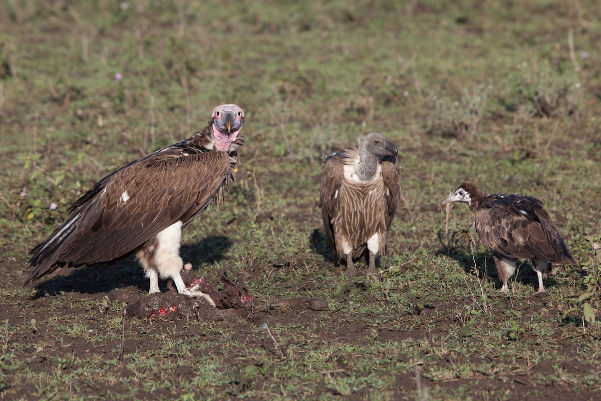 White-backed Vulture - Simon Colenutt