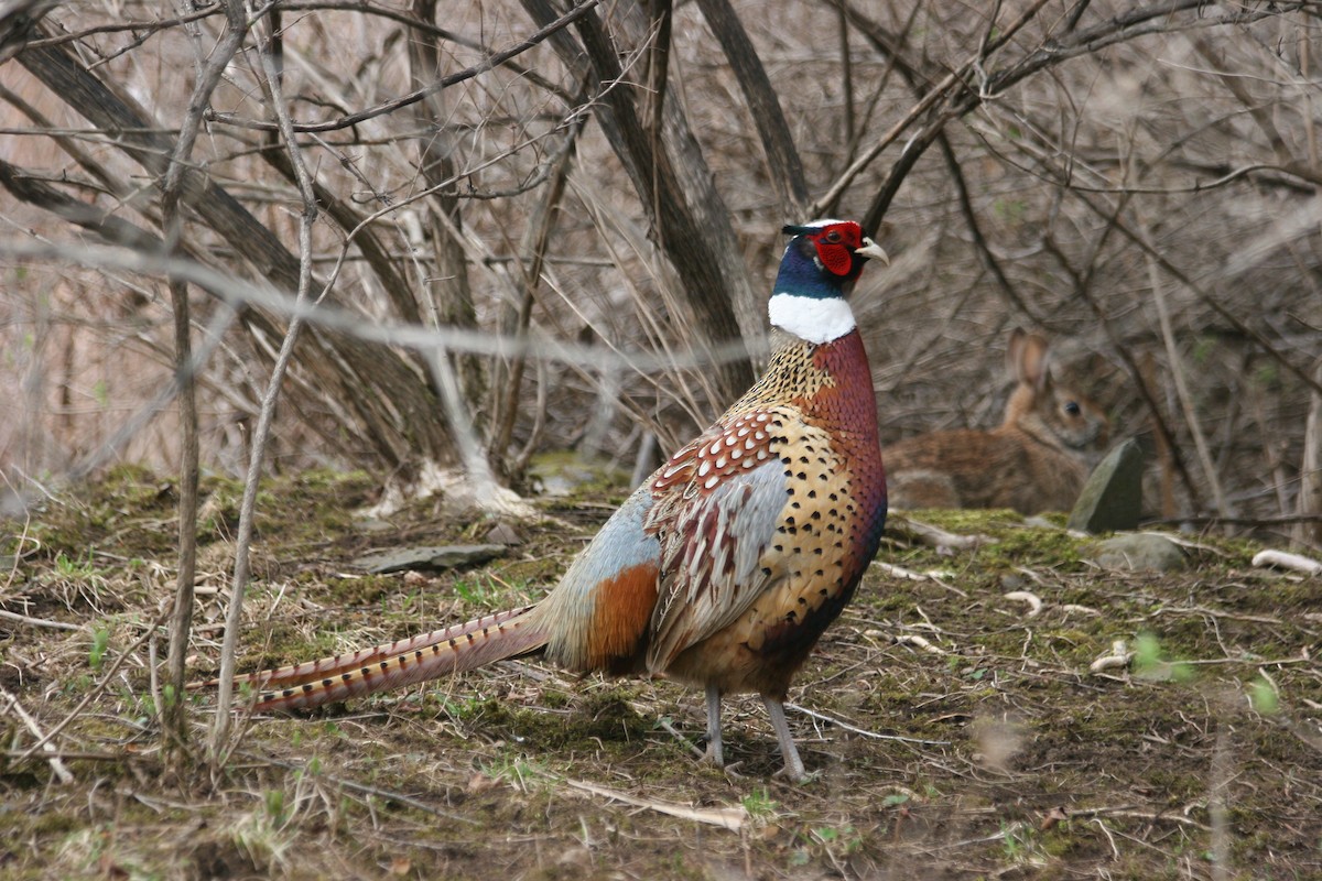 Ring-necked Pheasant - Sandy C