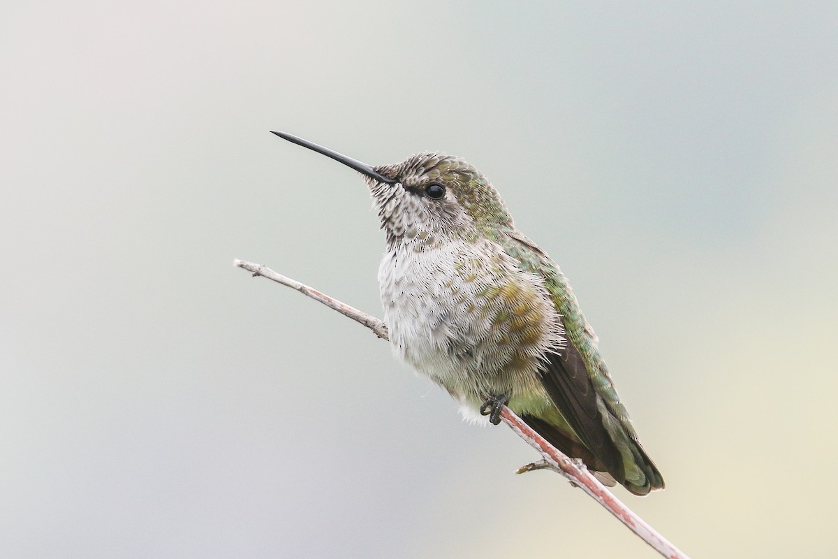 Anna's Hummingbird - ML264876471