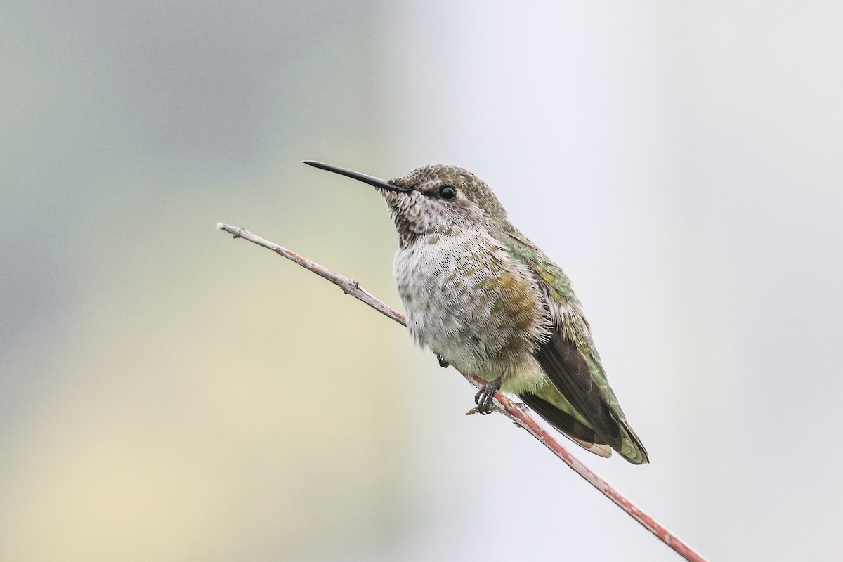 Anna's Hummingbird - ML264876501