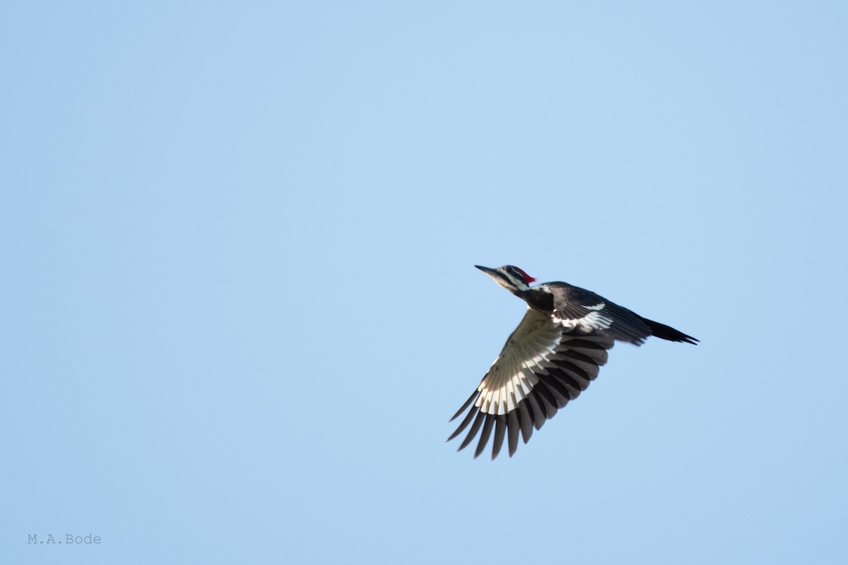 Pileated Woodpecker - Matthew Bode