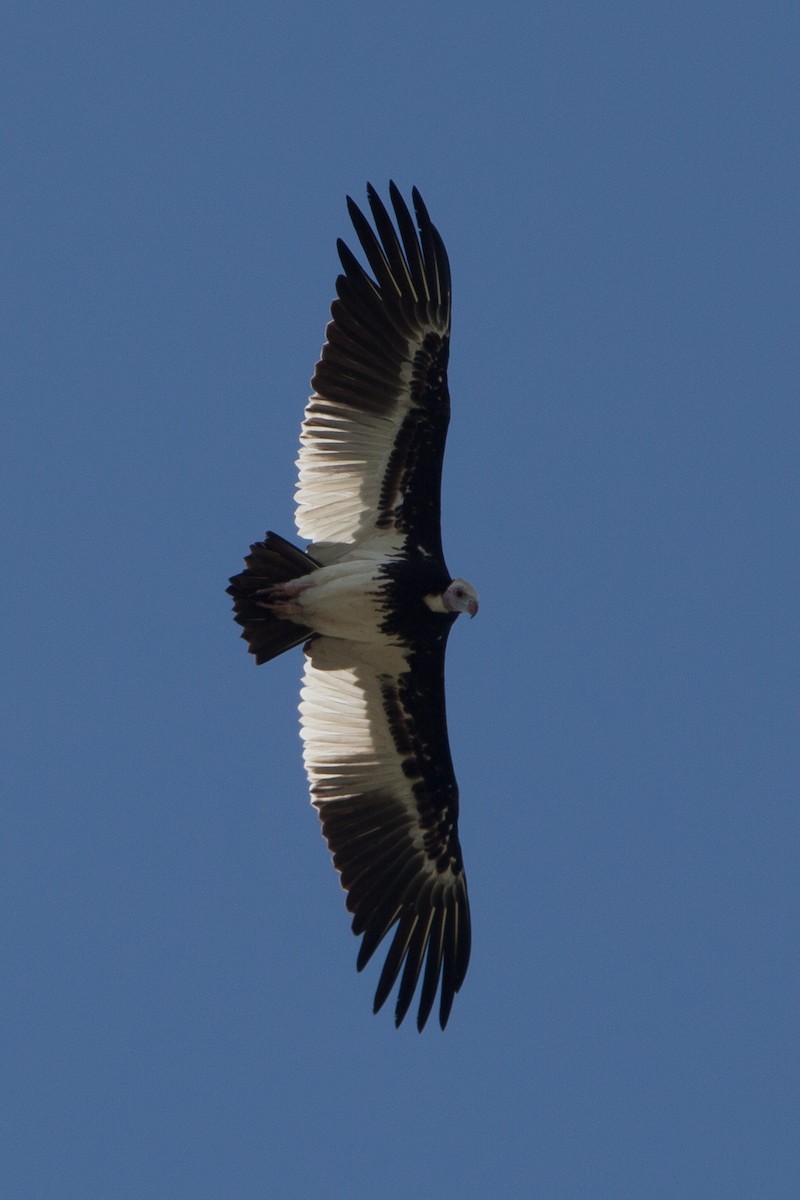White-headed Vulture - ML264880461