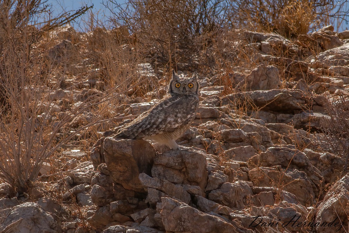 Spotted Eagle-Owl - Dani Hernández