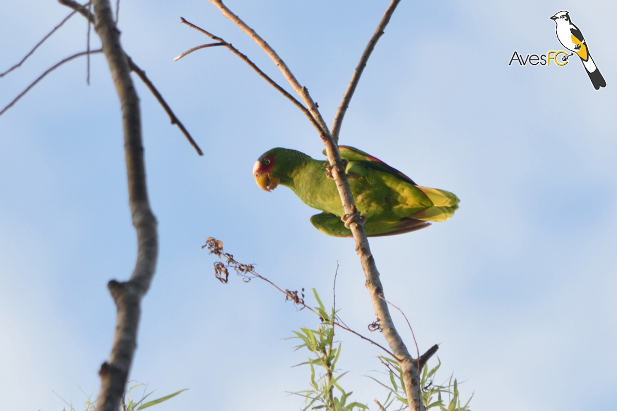 White-fronted Parrot - ML26488421