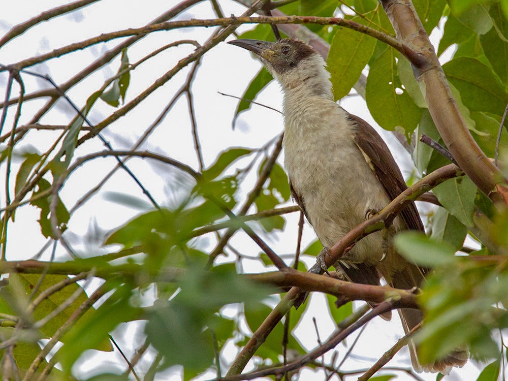 White-naped Friarbird - Lars Petersson