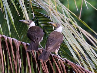 manus-friarbird-ebird