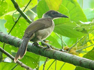  - New Britain Friarbird