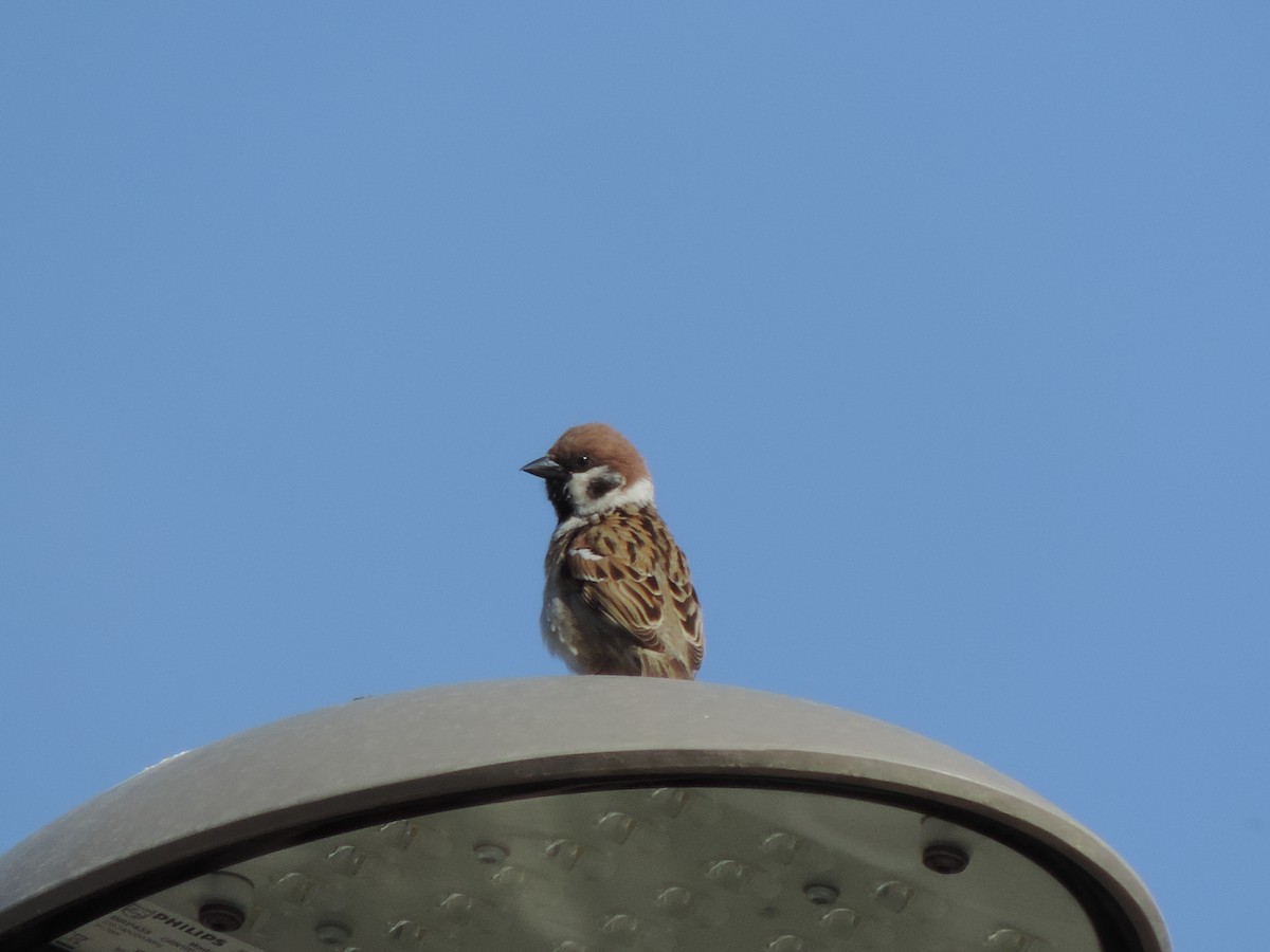Eurasian Tree Sparrow - ML264889671