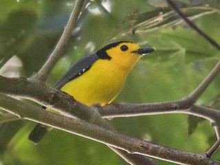 Male - Lars Petersson | My World of Bird Photography - ML264889991