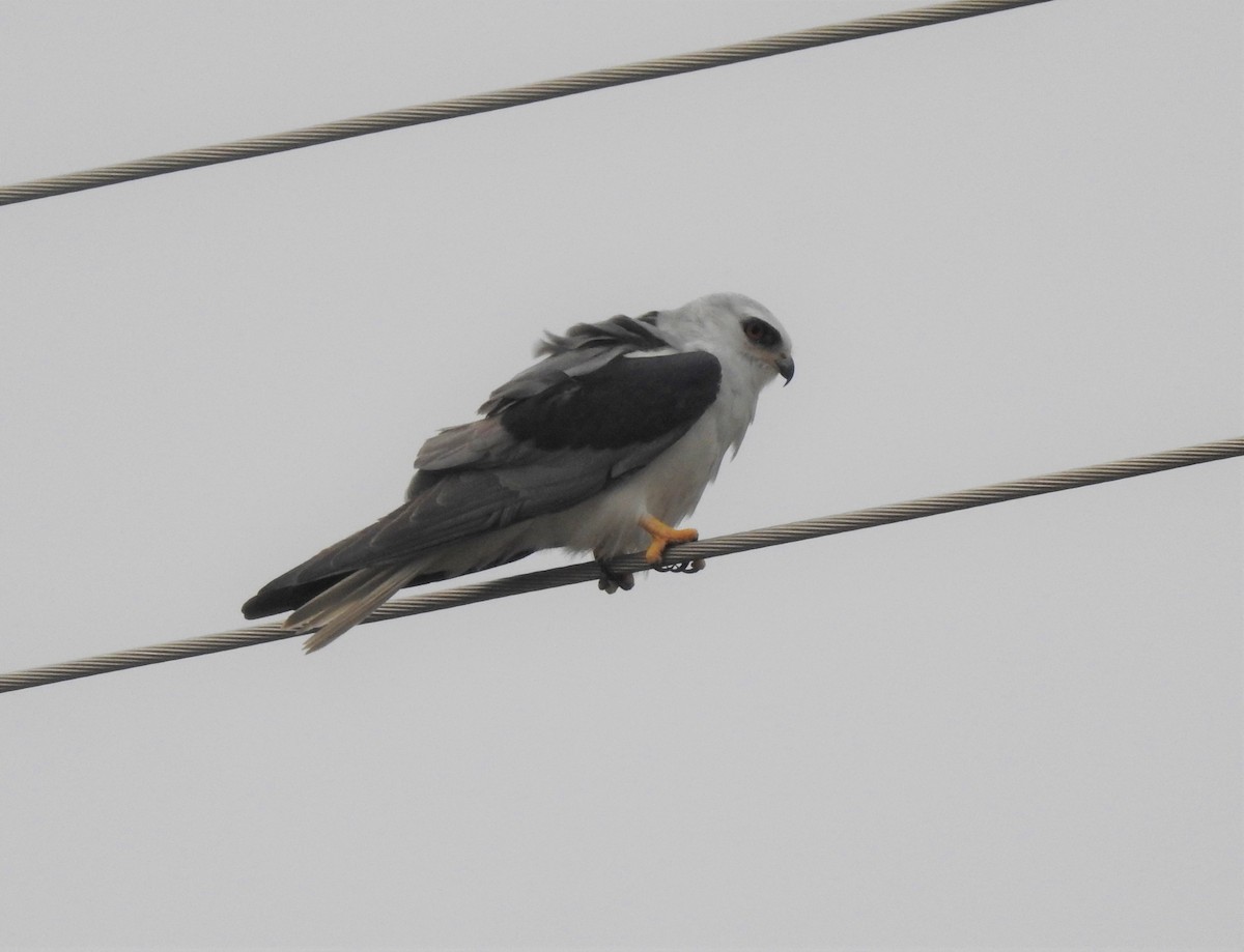 White-tailed Kite - ML264890201