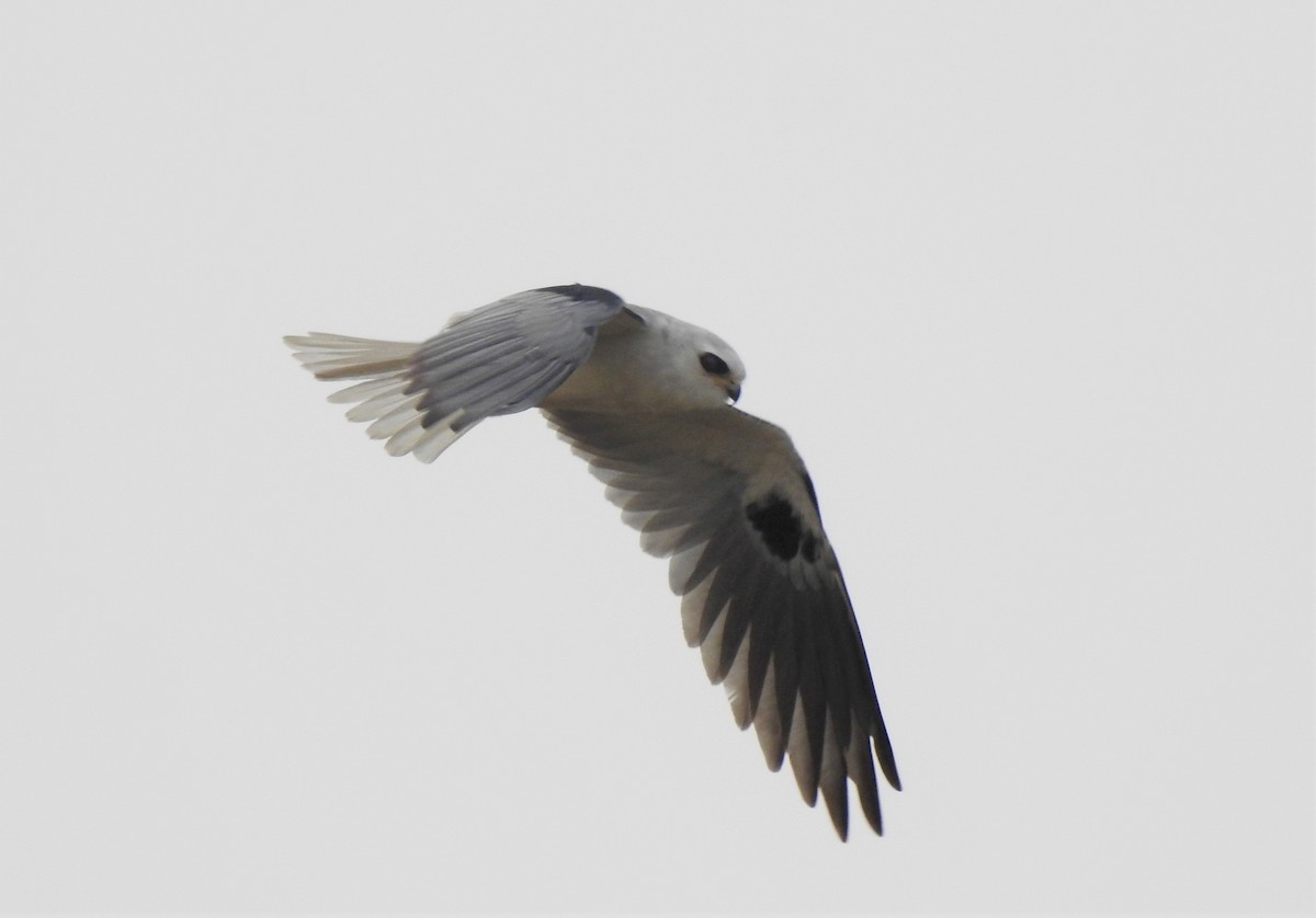 White-tailed Kite - ML264890311