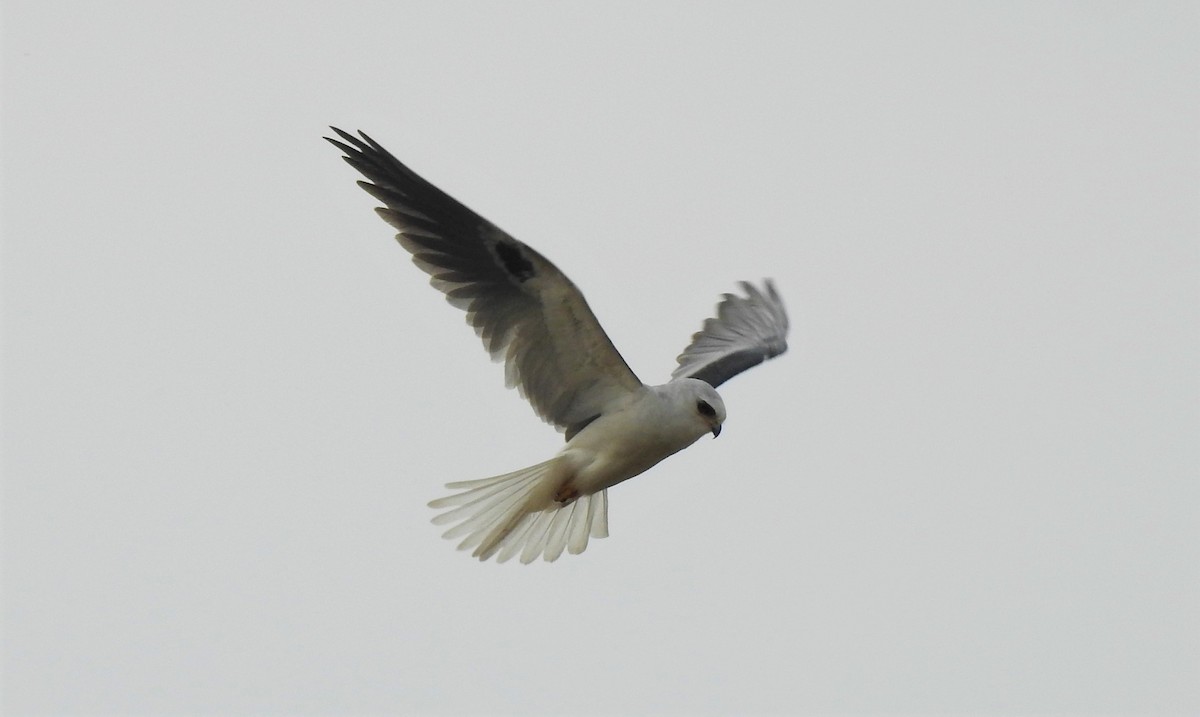 White-tailed Kite - ML264890341