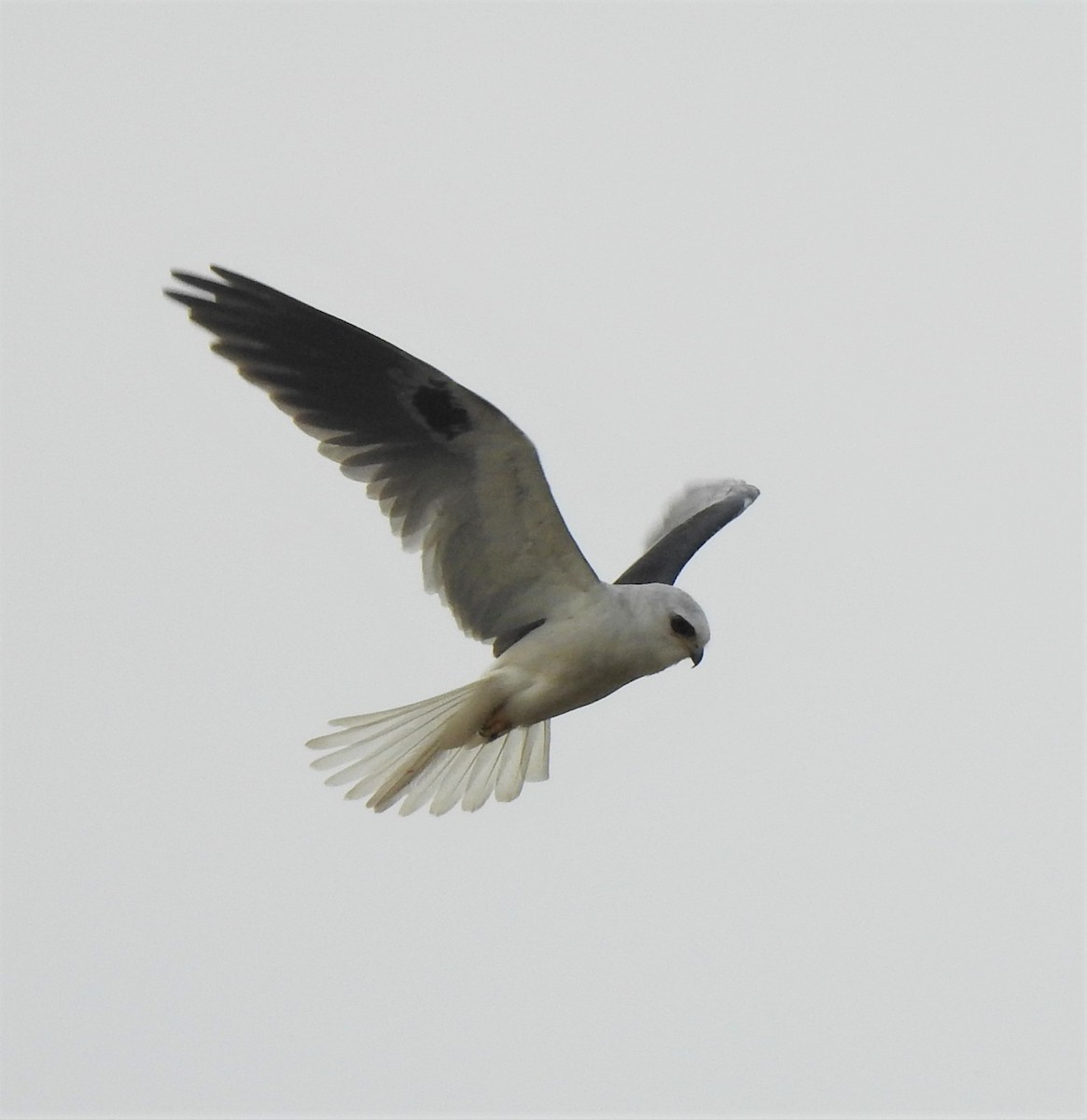 White-tailed Kite - ML264890351