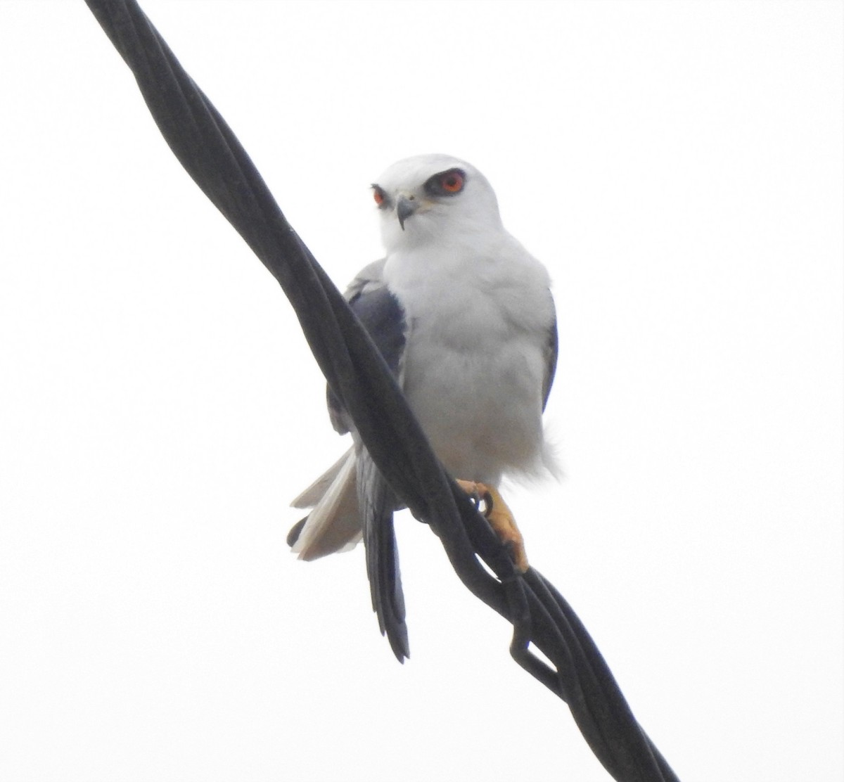White-tailed Kite - ML264890531