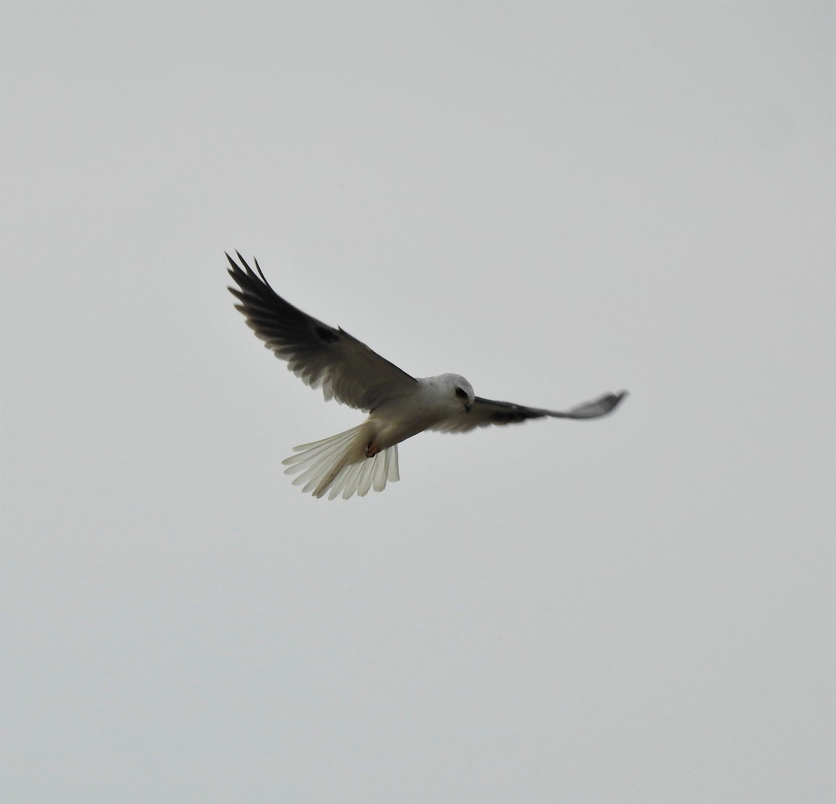 White-tailed Kite - ML264890561
