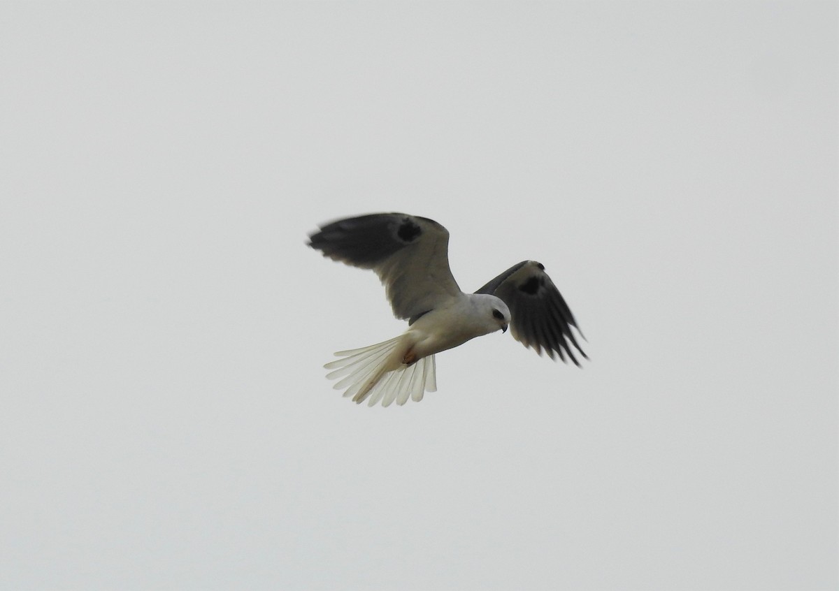 White-tailed Kite - ML264890611
