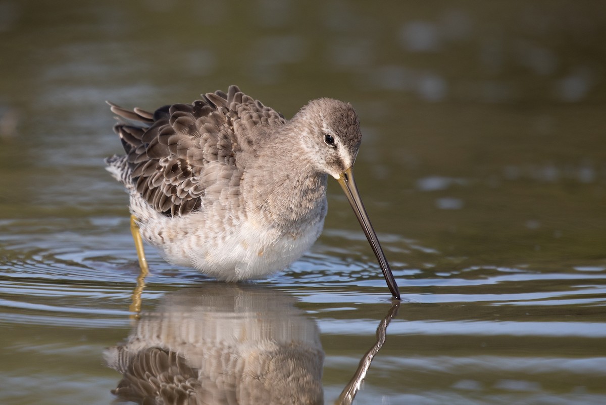 Long-billed Dowitcher - ML264896741