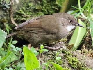  - Mountain Mouse-Warbler