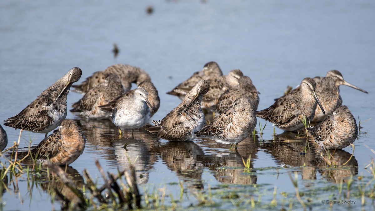 Long-billed Dowitcher - Denny Swaby