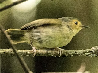 Buff-faced Scrubwren - eBird
