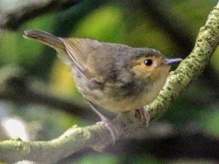 Buff-faced Scrubwren - eBird