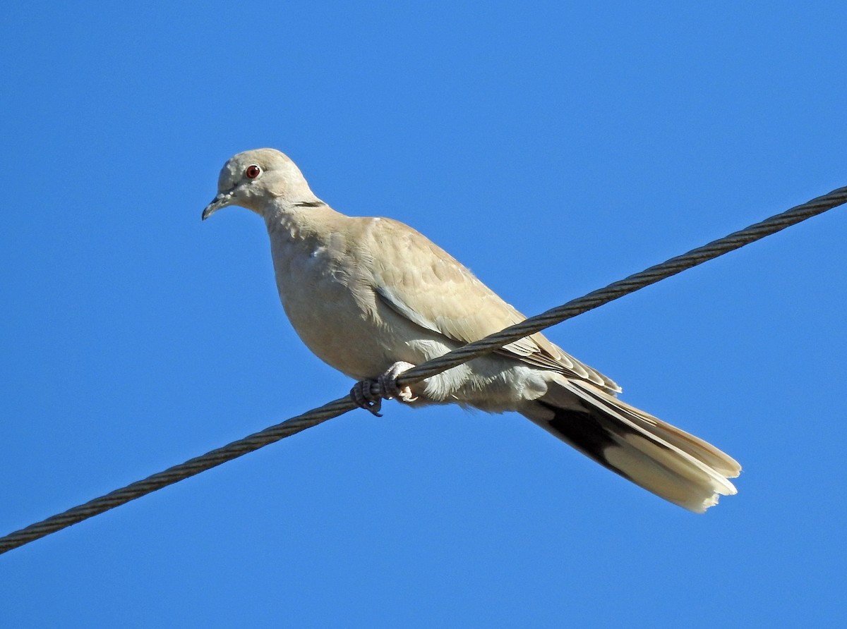 Eurasian Collared-Dove - Jim Scott