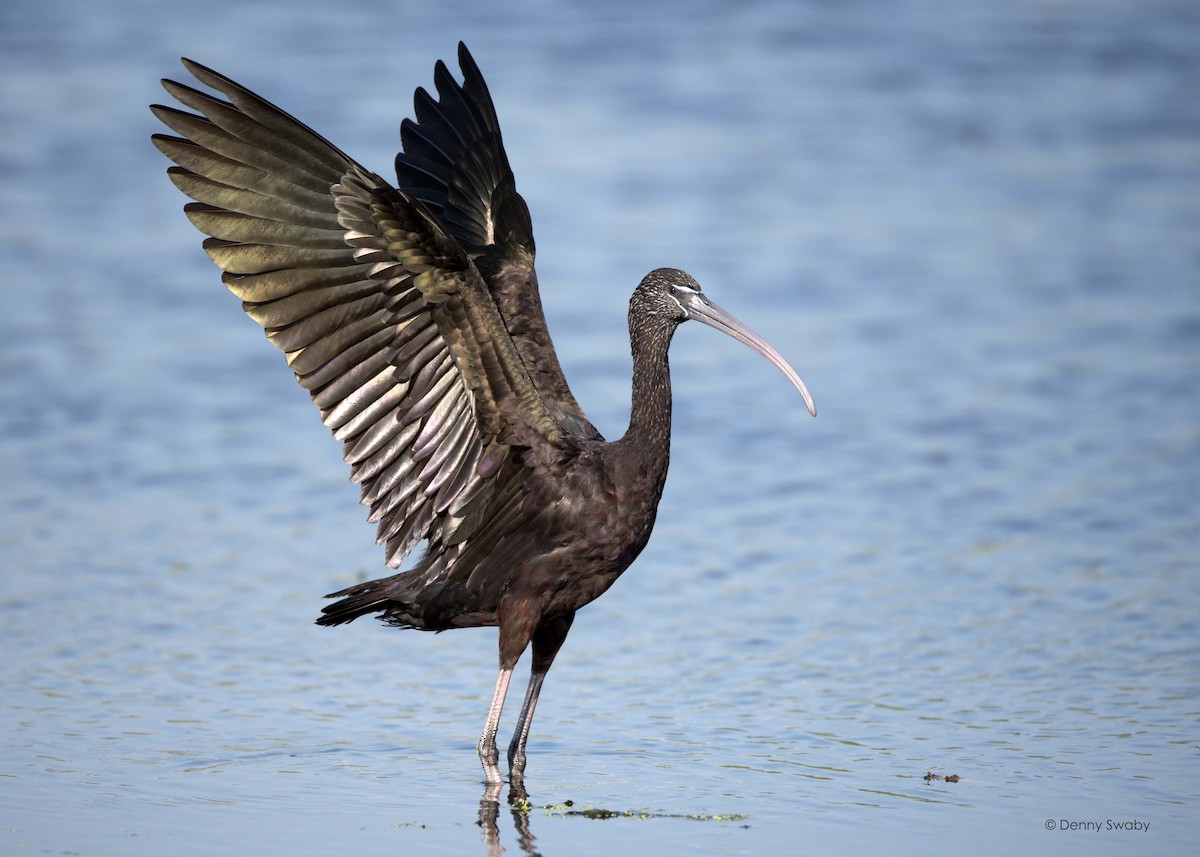 Glossy Ibis - Denny Swaby
