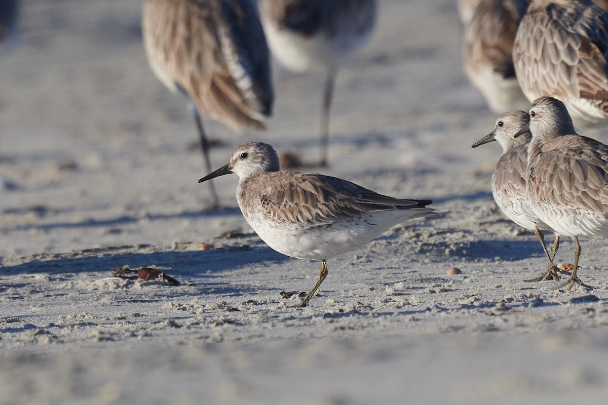Red Knot - ML264904961