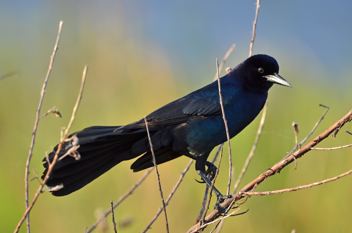 Boat-tailed Grackle - ML26491101