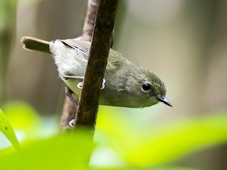  - Gray-green Scrubwren